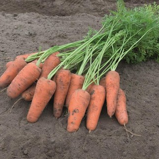 Морковь Кюрасао F1 2,0-2,2мм