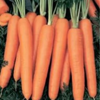 Морковь Нарбонне F1 1,6-1,8 мм