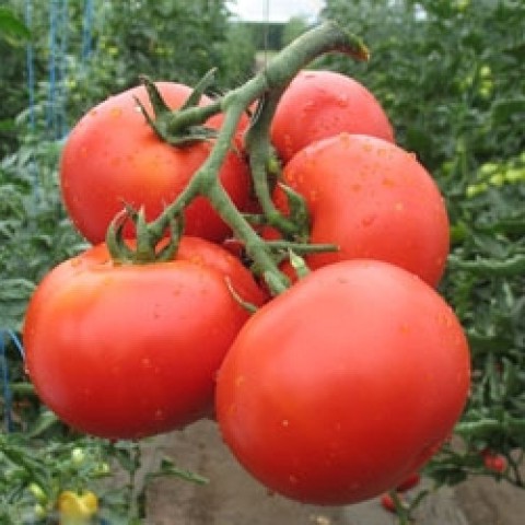 Полудетерминантный томат
