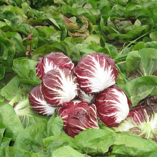 Цикорий салатный кочанный (Радиччио)