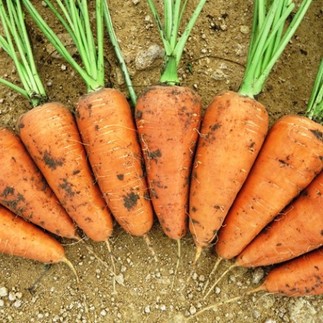 Морковь Сильвано F1 1,6-1,8 мм