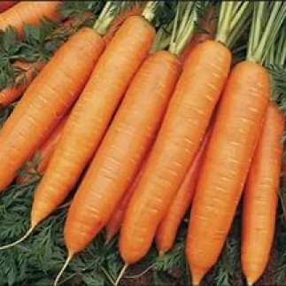 Морковь Бангор F1 1,6-1,8 мм