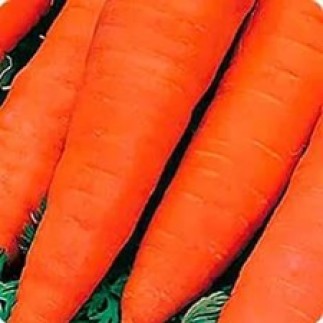 Морковь Ле Санте F1 1,8-2,0мм