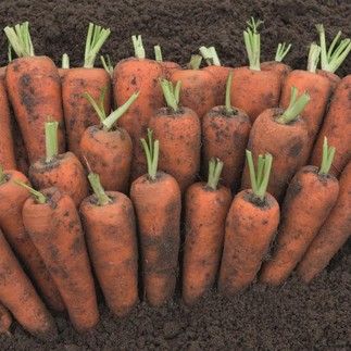 Морковь Кантон F1 2,2-2,4мм